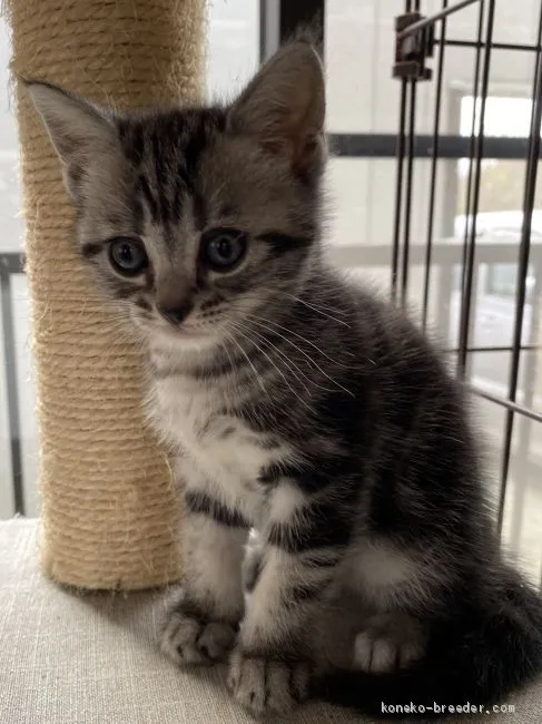 ID：2011-00578の子猫