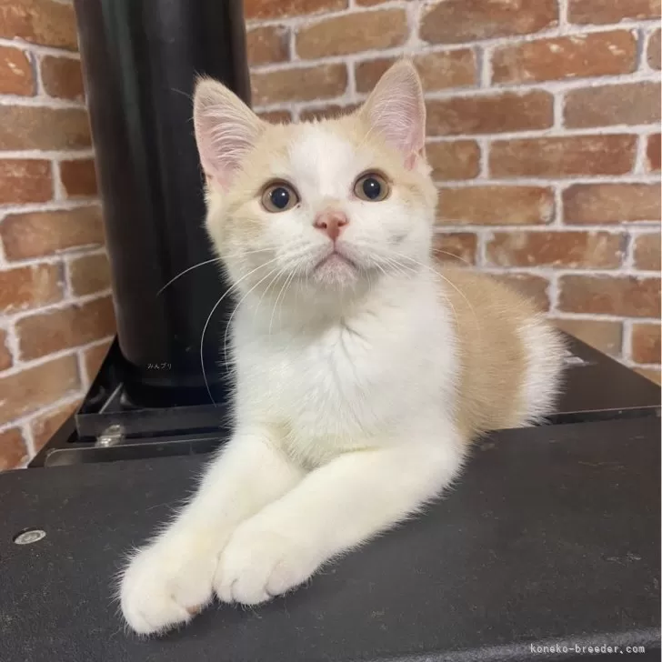 ID:2410-01597の子猫