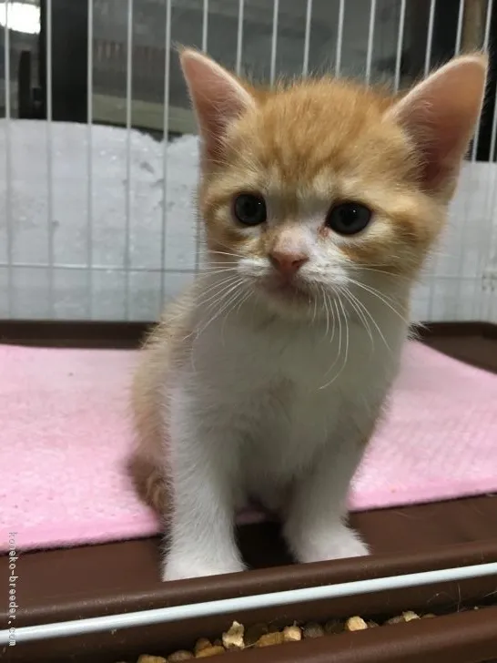 ID:1811-01640の子猫