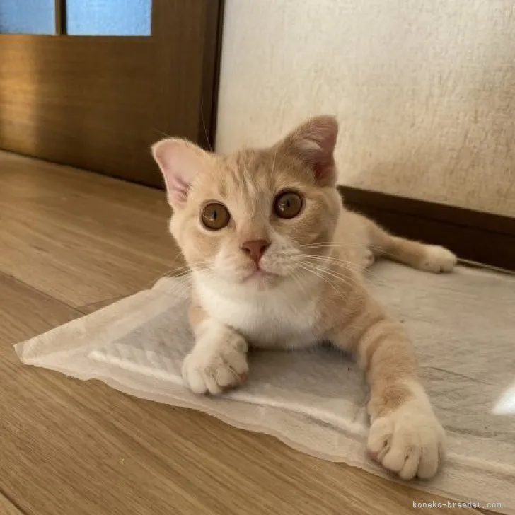 ID：2309-03027の子猫