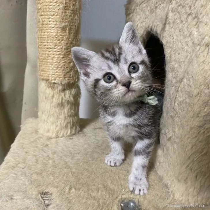 ID:2305-00406の子猫