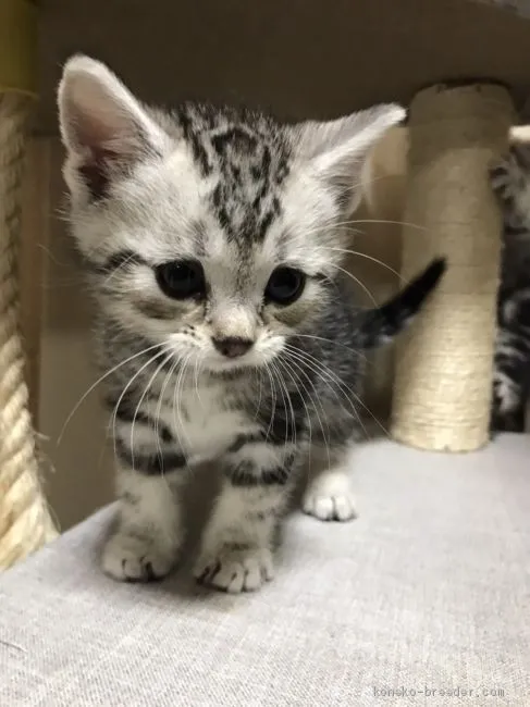 ID:2003-01586の子猫