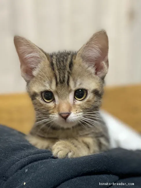 ID:2101-01468の子猫