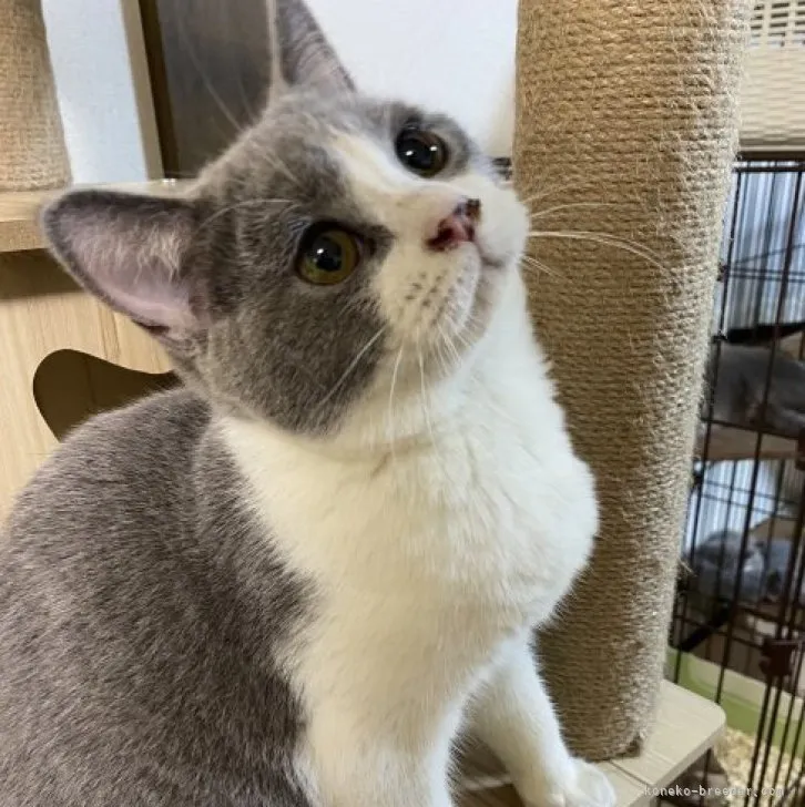 ID:2312-01347の子猫