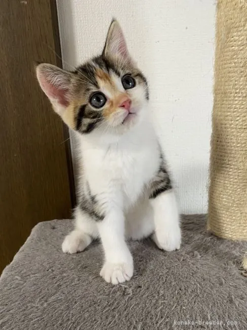 ID：2110-01777の子猫
