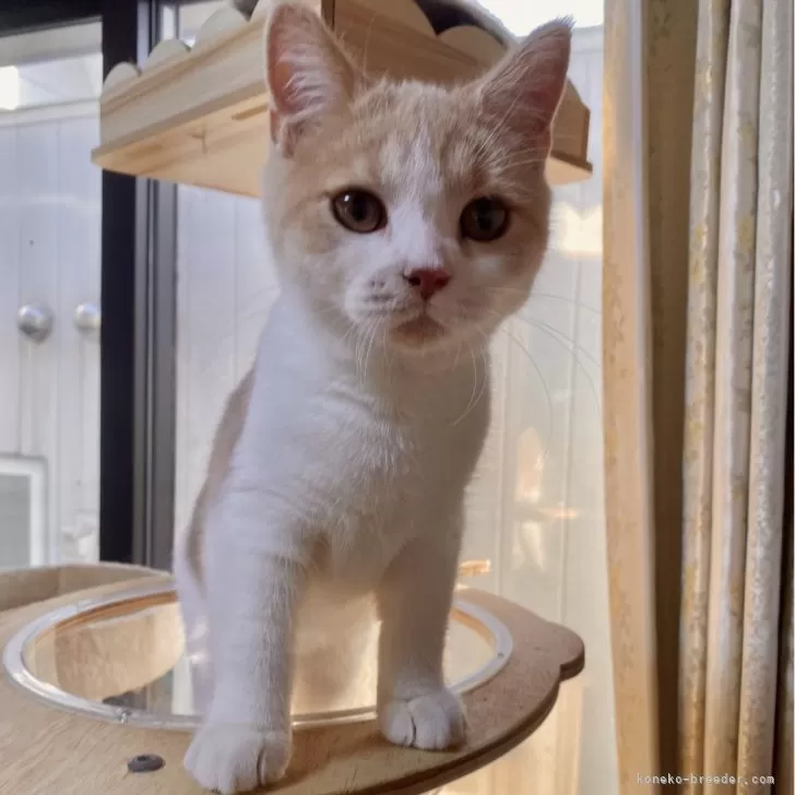 ID:2411-00266の子猫