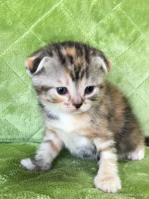 ID：1902-00731の子猫