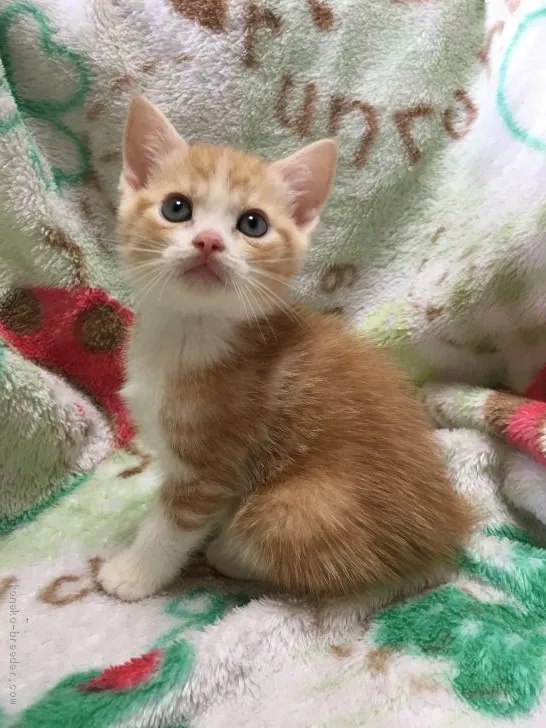 ID：2002-00556の子猫
