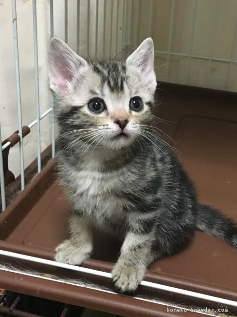 ID：1902-00725の子猫