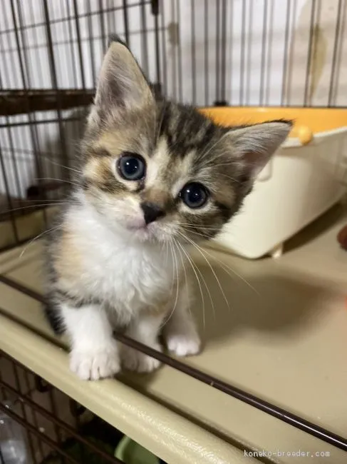 ID：2102-01095の子猫