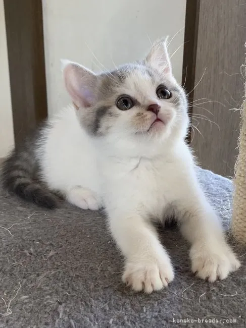 ID：2103-01441の子猫
