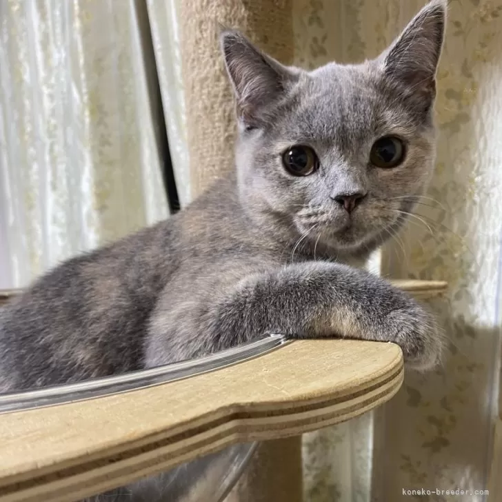ID：2410-01851の子猫