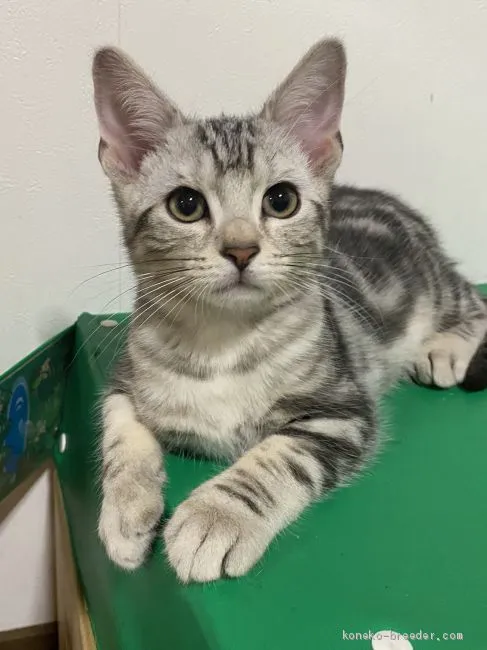 ID：2101-01448の子猫