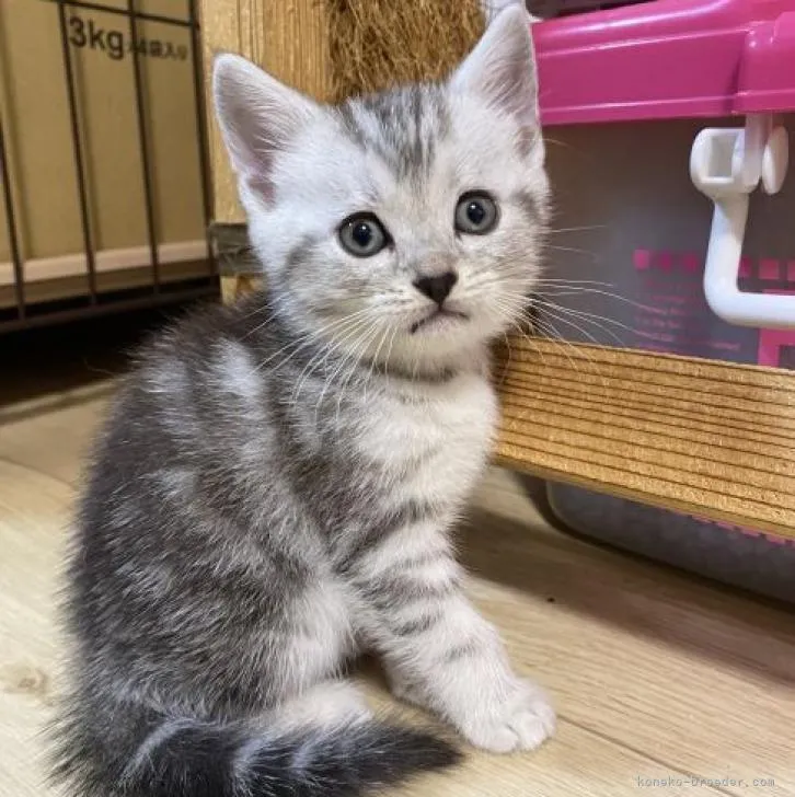 ID:2208-03250の子猫