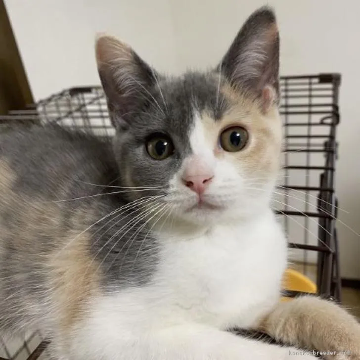 ID：2210-02538の子猫