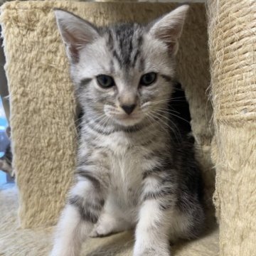 アメリカンショートヘア【山形県・男の子・2023年1月17日・シルバータビー】の写真「キリッとした男前😺」