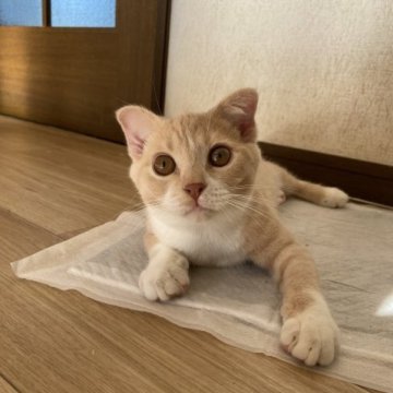 スコティッシュフォールド(折れ耳)【山形県・男の子・2023年5月16日・クリームタビー&ホワイト】の写真「やんちゃな可愛い男の子です！」