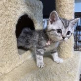 アメリカンショートヘア