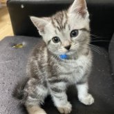 アメリカンショートヘア