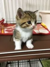 スコティッシュフォールド(立ち耳)【山形県・男の子・2018年10月22日・ブラウンタビー&ホワイト】の写真1