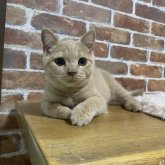 ブリティッシュショートヘア