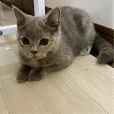 ブリティッシュショートヘア【山形県・女の子・2024年6月25日・ブルークリーム】の写真2「とても綺麗なグラデーションのブルークリーム」