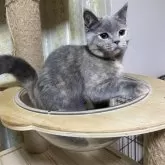 ブリティッシュショートヘア【山形県・女の子・2024年6月25日・ブルークリーム】の写真3「お気に入りの場所😌」