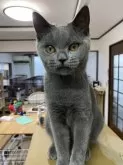 スコティッシュフォールド(立ち耳)【山形県・女の子・2023年7月10日・ブルー】の写真3