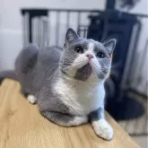 ブリティッシュショートヘア【山形県・男の子・2023年7月5日・ブルー&ホワイト】の写真3