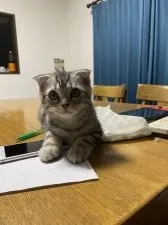 スコティッシュフォールド(折れ耳)【山形県・男の子・2021年8月9日・シルバータビー】の写真3