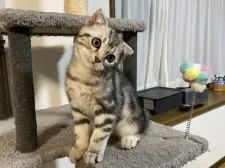 スコティッシュフォールド(折れ耳)【山形県・男の子・2021年8月9日・シルバータビー】の写真4