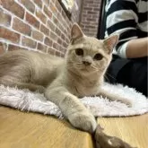 ブリティッシュショートヘア【山形県・男の子・2024年6月25日・クリーム】の写真4「人の近くが大好き😸」