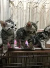 アメリカンショートヘア【山形県・男の子・2019年1月17日・シルバータビー】の写真5「ボク真ん中🐱」