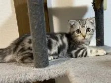 スコティッシュフォールド(折れ耳)【山形県・男の子・2021年8月9日・シルバータビー】の写真5「一緒に遊ぼう〜🐱」