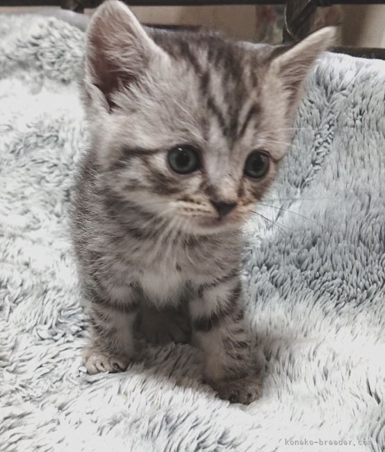 T.A 様のお迎えした子猫
