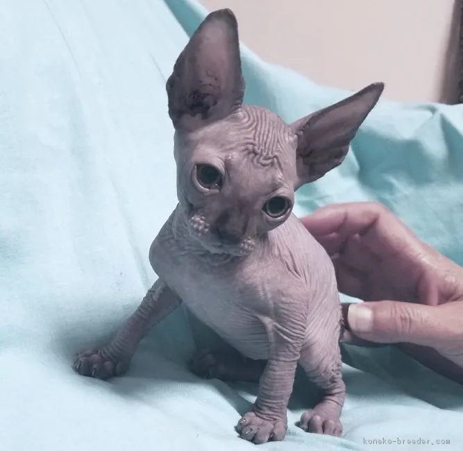 ID:1807-00607の子猫