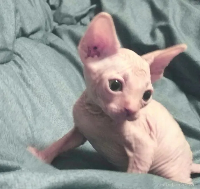 ID:1711-00968の子猫
