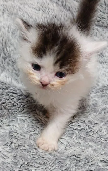 ID:2201-01005の子猫