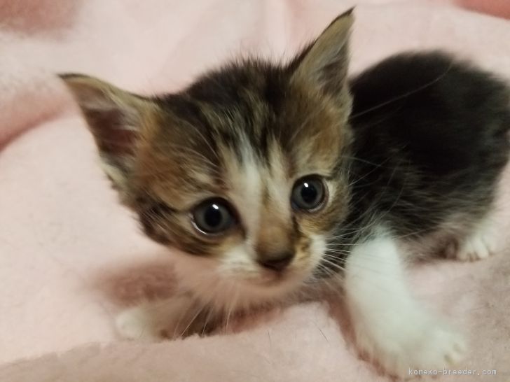 林 由利子 様のお迎えした子猫