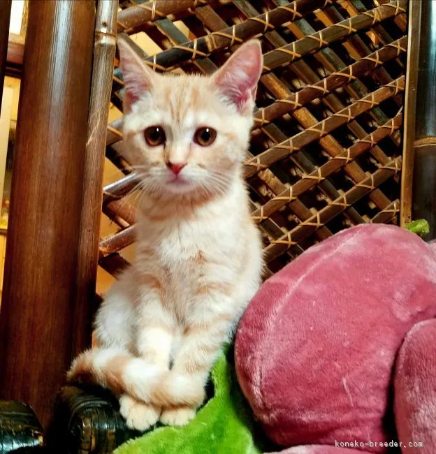 ID：1808-01693の子猫