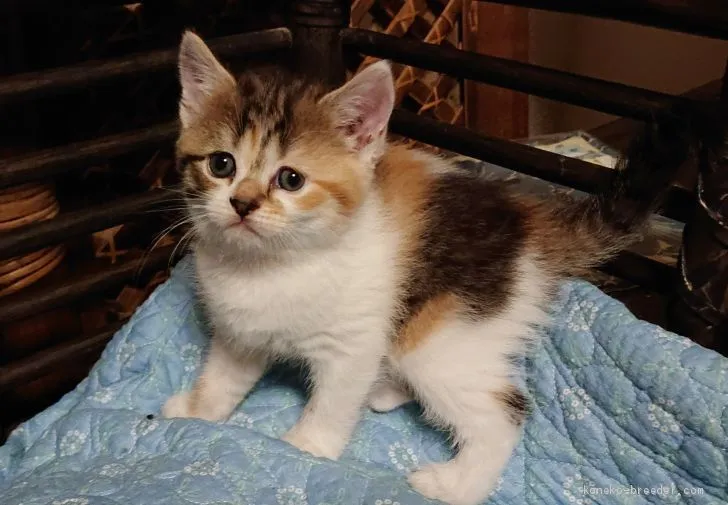 ID：2007-00823の子猫