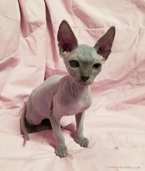 ID:1702-00102の子猫