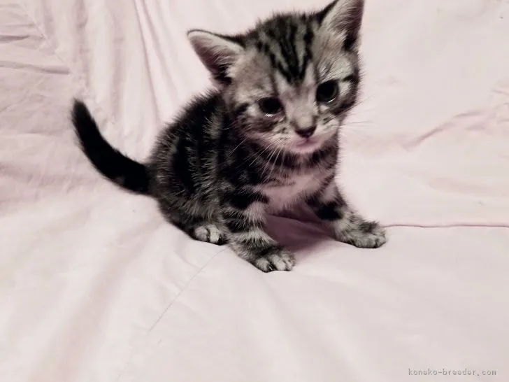 ID:1707-00664の子猫