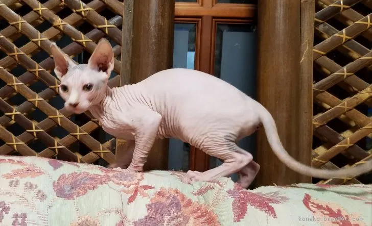 ID:1707-01239の子猫