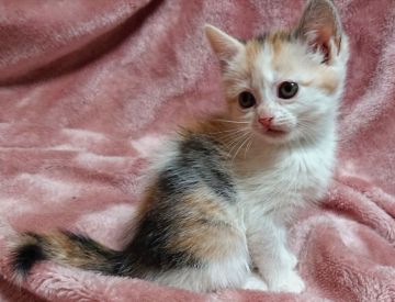 ブリティッシュショートヘア【神奈川県・女の子・2020年1月8日・キャリコ】の写真「顔に柄がかかってない綺麗なキャリコです。」