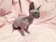 スフィンクス【神奈川県・男の子・2016年11月25日・ブルーミンク】の写真2