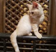 ブリティッシュショートヘア【神奈川県・女の子・2018年7月19日・レッドタビ-&クリーム】の写真4