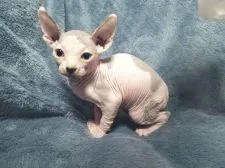 スフィンクス【神奈川県・男の子・2017年5月10日・ブルー&ホワイト】の写真5