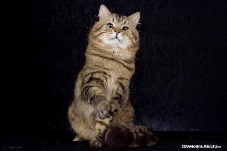 藤沼流奈ブリーダーのブログ：サイベリアンの子猫たち