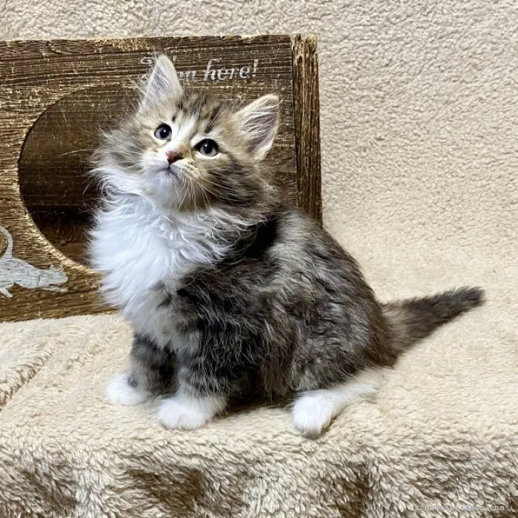 ID：2306-00462の子猫